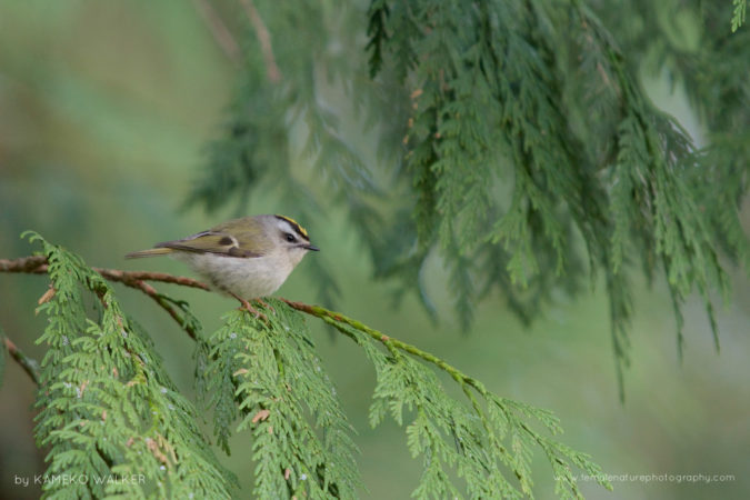 Golden-crowned Kinglet