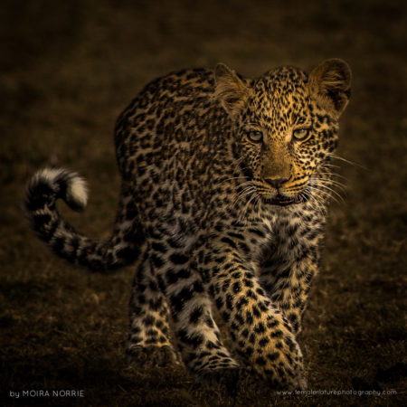 Leopard Cub Leopard Cub, Maasai Mara, Kenya