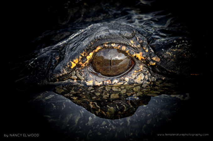 Gator Eye - Apopka, Florida