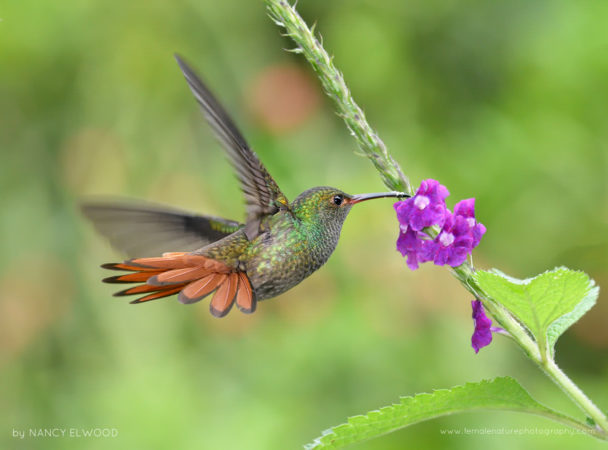 Rufous-tailed, Hummingbird, Costa Rica