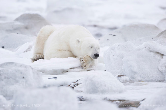 Nap time on the Hudson Bay Polar Bear in Northern Manitoba Canada