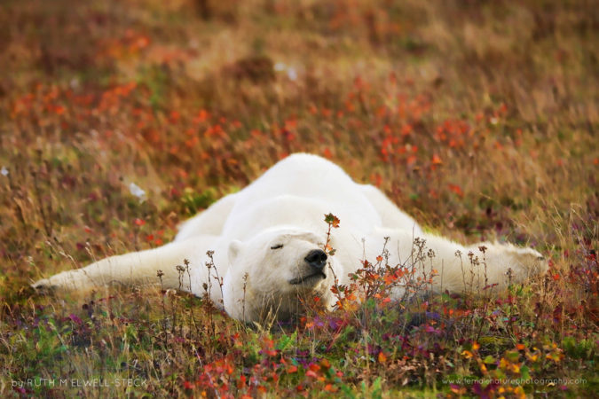 Relaxing on the Tundra Polar Bear in Northern Manitoba Canada