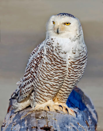 Simply Gorgeous Snow Owl on a large driftwood log along the beach in the Pacific Northwest US
