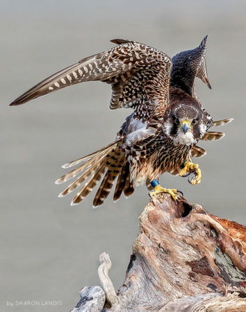 Cheeky Little Raptor One of the little banded Peregrine Falcons along the coast in the Pacific Northwest US