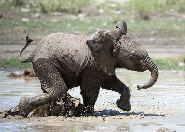 Pure Joy A young Elephant romps in the water one hot morning in Ndutu
