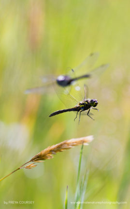 Freya-Coursey-FNP-11