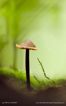 Freya-Coursey-FNP-14