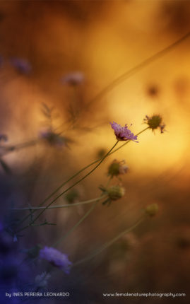 Ines-Leonardo_FNP_15