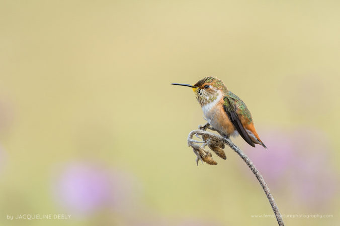 Allen's Hummingbird