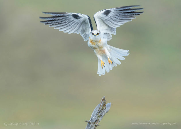 White-tailed Kite