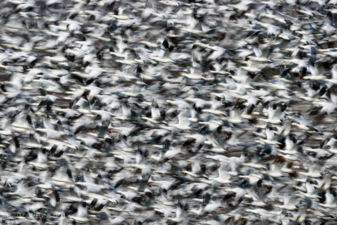 Snow Geese Blast-off!