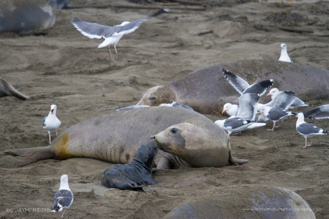 Jaymi-Heimbuch-FNP-5