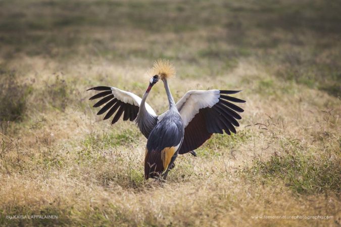 Kaisa-Lappalainen-FNP-1