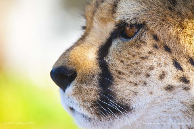 Kaisa-Lappalainen-FNP-2