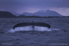 Kaisa-Lappalainen-FNP-3