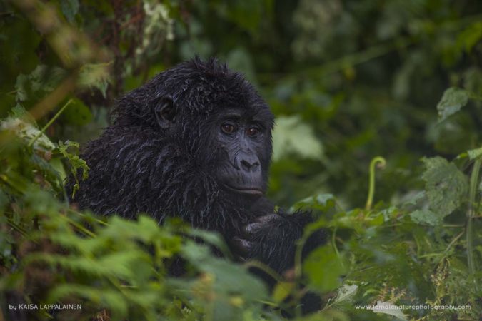 Kaisa-Lappalainen-FNP-9