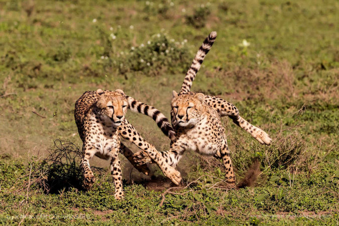 Two playful Cheetahs