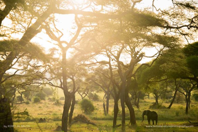 Kerry-de-Bruyn-FNP-10