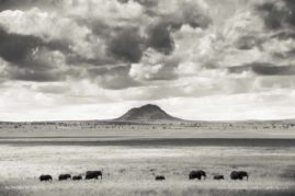 Kerry-de-Bruyn-FNP-11