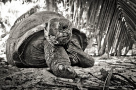 Kerry-de-Bruyn-FNP-3