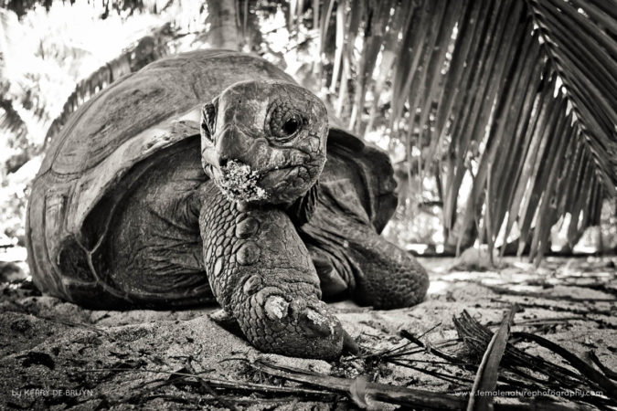 Kerry-de-Bruyn-FNP-3