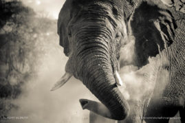 Kerry-de-Bruyn-FNP-4