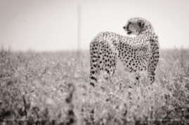 Kerry-de-Bruyn-FNP-5