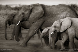 Kerry-de-Bruyn-FNP-7