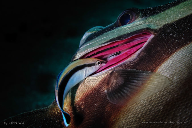 Symbiotic Relationship