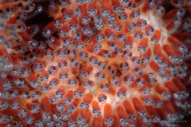 Clownfish Eggs