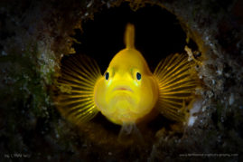 Yellow Pygmy Goby