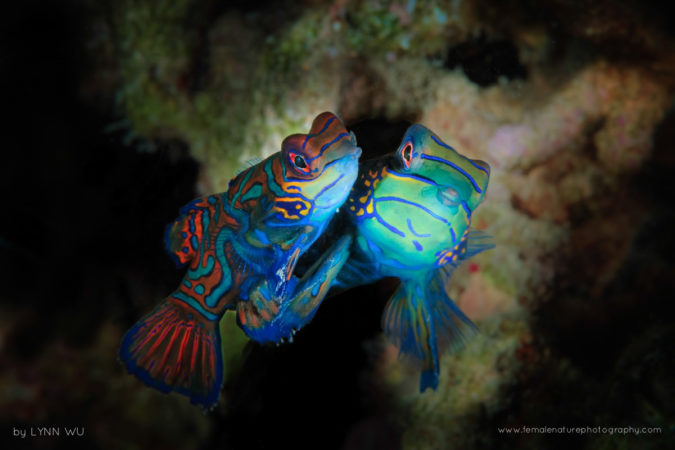 Mandarin fish