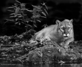 Maresa-Pryor-Luzier-FNP-3