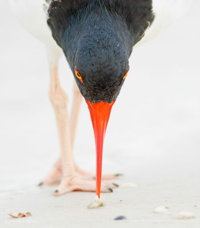 American Oystercatcher closeup
