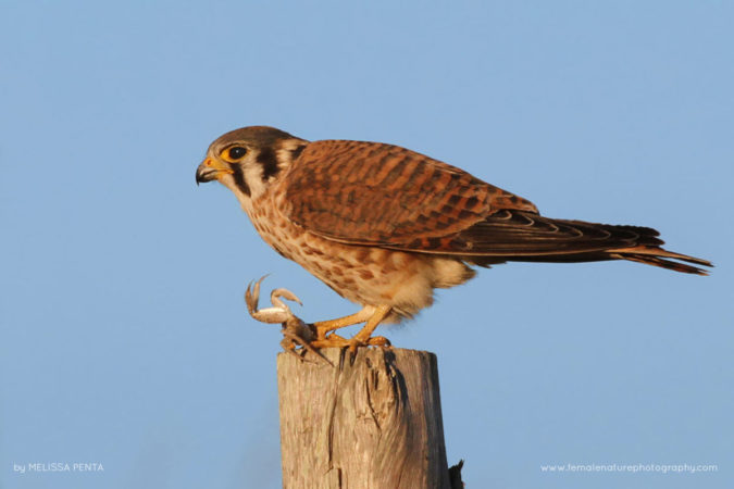 Melissa-Penta-FNP-12