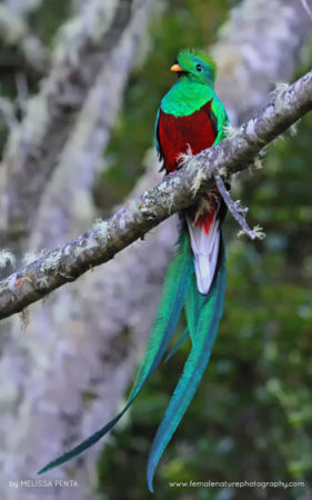 Melissa-Penta-FNP-14