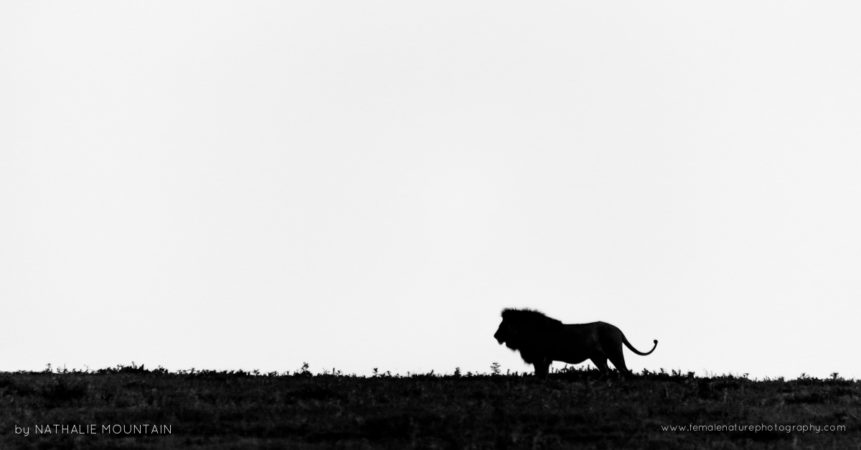 Silhouette of the King - Walking the brow of the hill in the Ngorongoro Crater