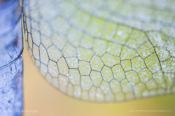 Pearls on a wing - Dewdrops on the wing of a black-tailed skimmer, Millingerwaard, the Netherlands