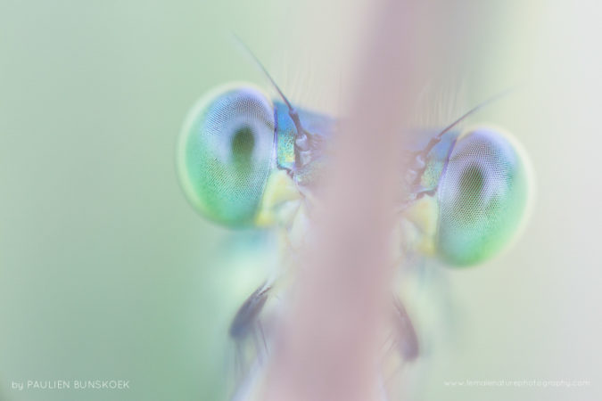 Fresh eyes - Newly emerged damselfly, eastern part of the Netherlands