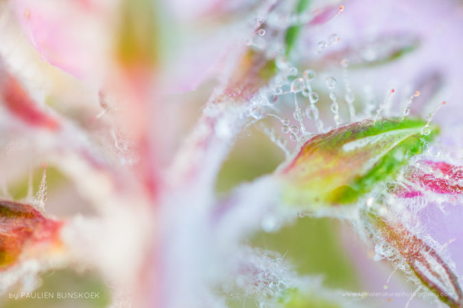 Pretty in pink - The back of cross-leaved heath, Veluwe, the Netherlands