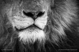 Penny-Robartes-FNP-12