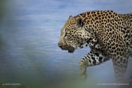 Penny-Robartes-FNP-13