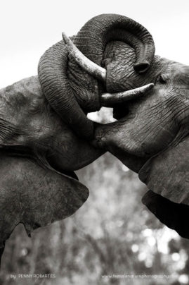 Penny-Robartes-FNP-15