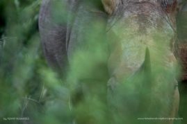 Penny-Robartes-FNP-2