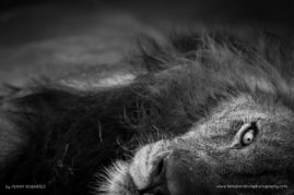 Penny-Robartes-FNP-3