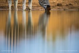 Penny-Robartes-FNP-4