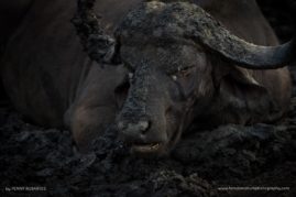 Penny-Robartes-FNP-6