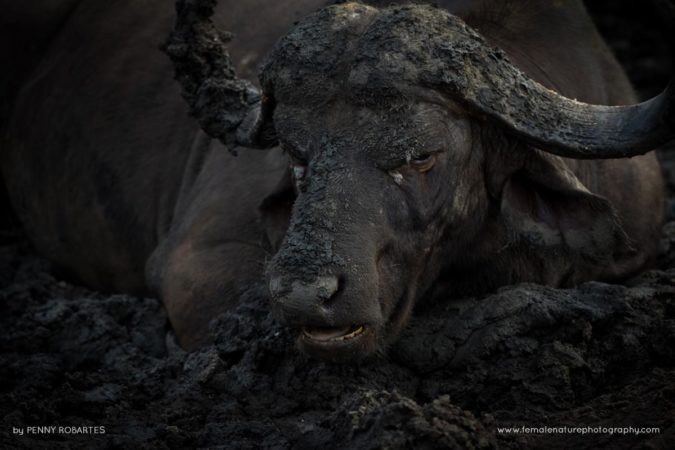 Penny-Robartes-FNP-6