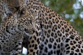 Penny-Robartes-FNP-9