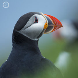 Portfolio carousel 54